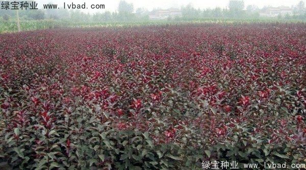 紅葉李<a href='http://njszjj.com/' target='_blank'>種子</a>