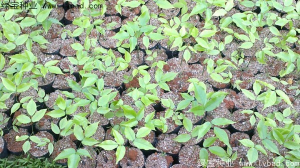 <a href='http://njszjj.com/linmuzhongzi/1757.html' target='_blank'>黃花梨種子</a>
