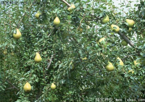 黃花梨<a href='http://njszjj.com/' target='_blank'>種子</a>