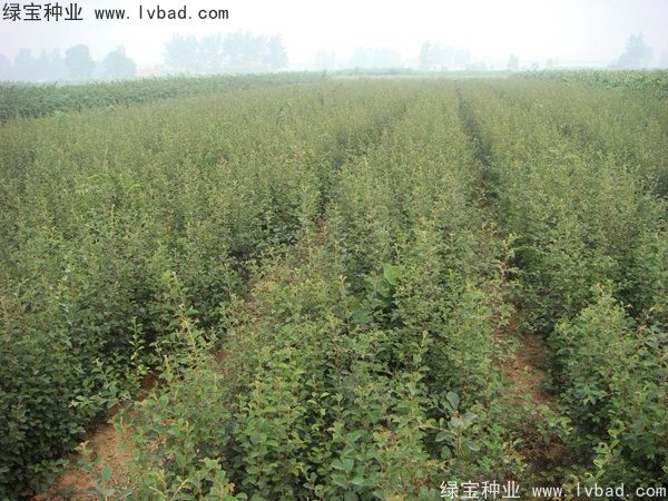 <a href='http://njszjj.com/linmuzhongzi/1758.html' target='_blank'>木瓜樹種子</a>