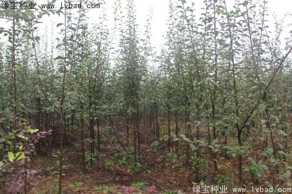 <a href='http://njszjj.com/linmuzhongzi/1758.html' target='_blank'>木瓜樹種子</a>