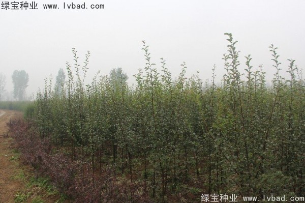 <a href='http://njszjj.com/linmuzhongzi/1758.html' target='_blank'>木瓜樹種子</a>