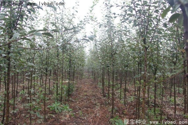 木瓜樹<a href='http://njszjj.com/' target='_blank'>種子</a>