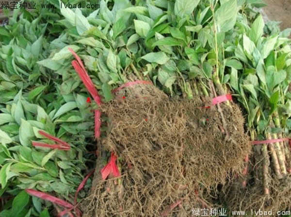 <a href='http://njszjj.com/linmuzhongzi/1759.html' target='_blank'>紅瑞木</a><a href='http://njszjj.com/' target='_blank'>種子</a>