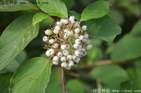 <a href='http://njszjj.com/linmuzhongzi/1759.html' target='_blank'>紅瑞木</a><a href='http://njszjj.com/' target='_blank'>種子</a>