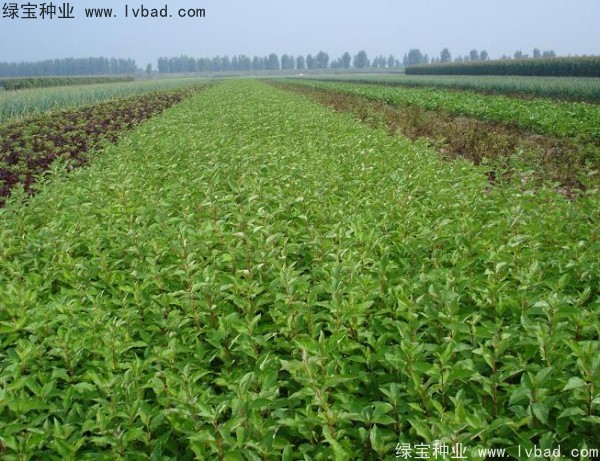 <a href='http://njszjj.com/linmuzhongzi/1759.html' target='_blank'>紅瑞木種子</a>