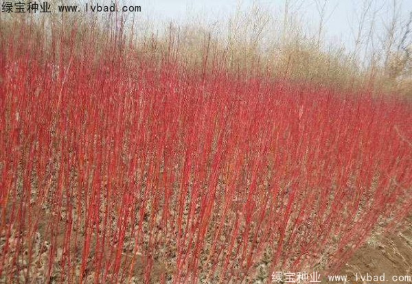 紅瑞木<a href='http://njszjj.com/' target='_blank'>種子</a>