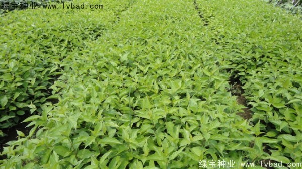 <a href='http://njszjj.com/linmuzhongzi/1759.html' target='_blank'>紅瑞木種子</a>