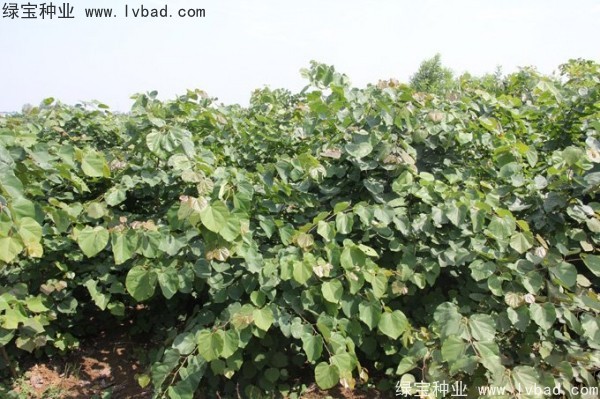 紫荊<a href='http://njszjj.com/' target='_blank'>種子</a>