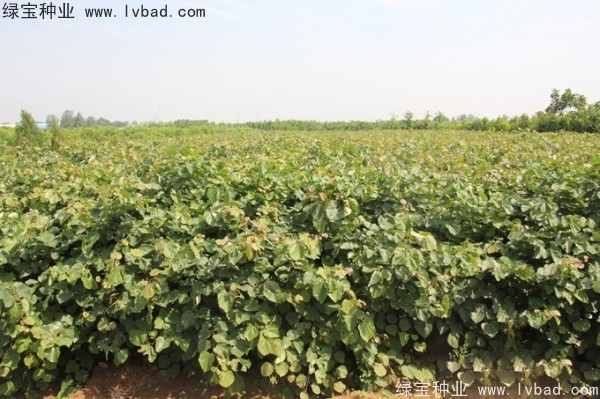 <a href='http://njszjj.com/linmuzhongzi/1760.html' target='_blank'>紫荊種子</a>
