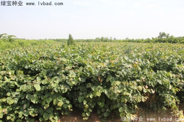 紫荊<a href='http://njszjj.com/' target='_blank'>種子</a>