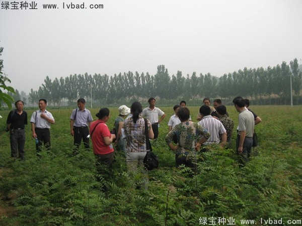 <a href='http://njszjj.com/linmuzhongzi/1761.html' target='_blank'>黃連木種子</a>
