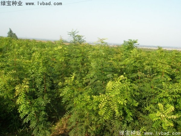 黃連木<a href='http://njszjj.com/' target='_blank'>種子</a>