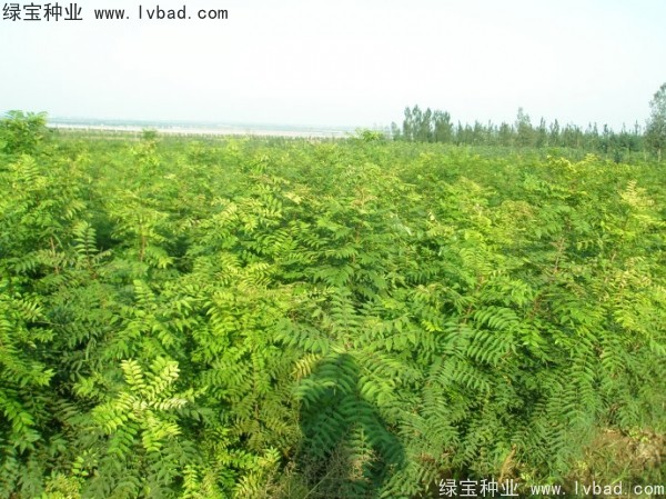 <a href='http://njszjj.com/linmuzhongzi/1761.html' target='_blank'>黃連木種子</a>