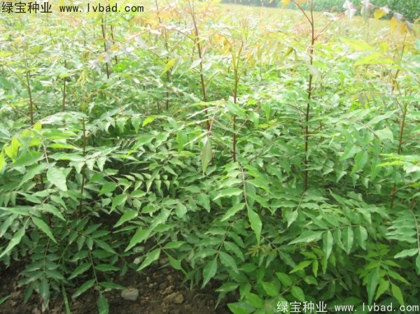 <a href='http://njszjj.com/linmuzhongzi/1761.html' target='_blank'>黃連木</a><a href='http://njszjj.com/' target='_blank'>種子</a>