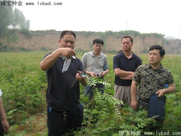 <a href='http://njszjj.com/linmuzhongzi/1761.html' target='_blank'>黃連木種子</a>