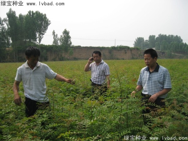 黃連木<a href='http://njszjj.com/' target='_blank'>種子</a>