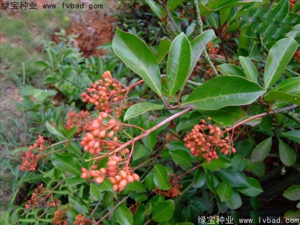 <a href='http://njszjj.com/linmuzhongzi/1762.html' target='_blank'>紅果冬青種子</a>