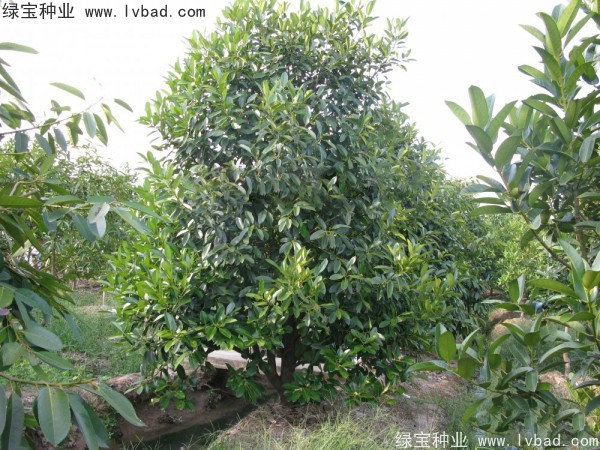 紅果冬青<a href='http://njszjj.com/' target='_blank'>種子</a>