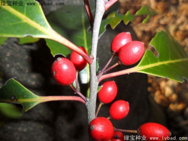 <a href='http://njszjj.com/linmuzhongzi/1762.html' target='_blank'>紅果冬青</a><a href='http://njszjj.com/' target='_blank'>種子</a>
