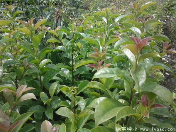 <a href='http://njszjj.com/linmuzhongzi/1762.html' target='_blank'>紅果冬青種子</a>