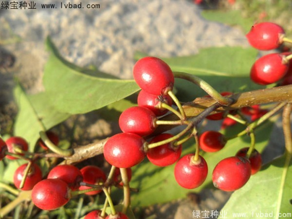 <a href='http://njszjj.com/linmuzhongzi/1762.html' target='_blank'>紅果冬青種子</a>
