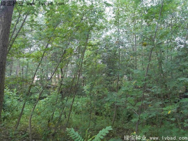 <a href='http://njszjj.com/linmuzhongzi/1763.html' target='_blank'>楓楊種子</a>