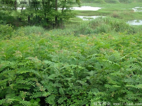 楓楊<a href='http://njszjj.com/' target='_blank'>種子</a>