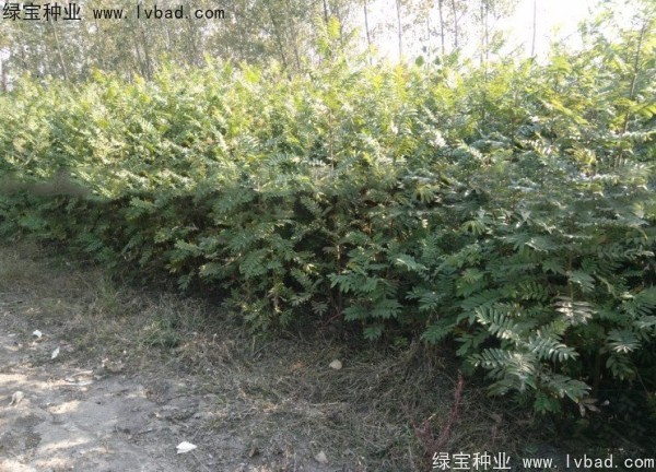 <a href='http://njszjj.com/linmuzhongzi/1763.html' target='_blank'>楓楊種子</a>