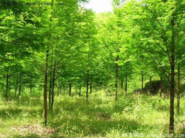 楓楊<a href='http://njszjj.com/' target='_blank'>種子</a>