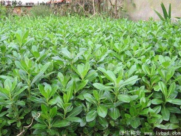 <a href='http://njszjj.com/linmuzhongzi/1765.html' target='_blank'>海桐種子</a>