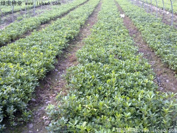 <a href='http://njszjj.com/linmuzhongzi/1765.html' target='_blank'>海桐</a><a href='http://njszjj.com/' target='_blank'>種子</a>