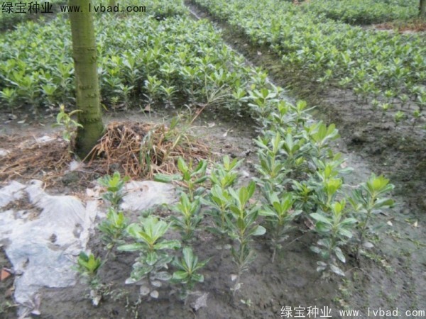 <a href='http://njszjj.com/linmuzhongzi/1765.html' target='_blank'>海桐種子</a>