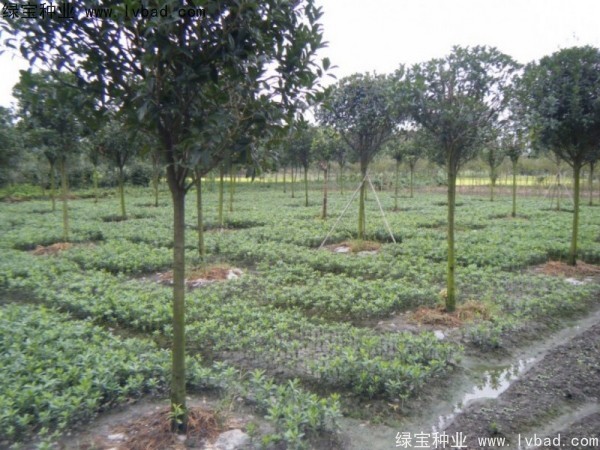 <a href='http://njszjj.com/linmuzhongzi/1765.html' target='_blank'>海桐種子</a>