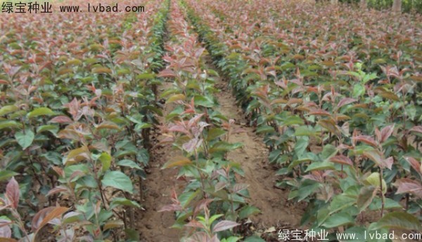 <a href='http://njszjj.com/linmuzhongzi/1766.html' target='_blank'>海棠種子</a>