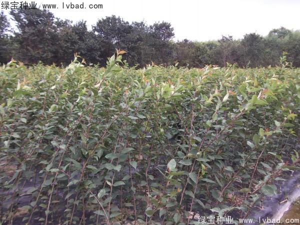 <a href='http://njszjj.com/linmuzhongzi/1766.html' target='_blank'>海棠種子</a>