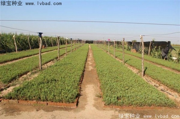 <a href='http://njszjj.com/linmuzhongzi/1767.html' target='_blank'>檜柏種子</a>