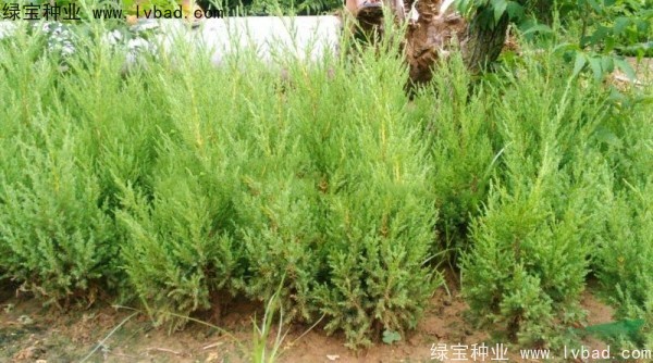 <a href='http://njszjj.com/linmuzhongzi/1767.html' target='_blank'>檜柏種子</a>