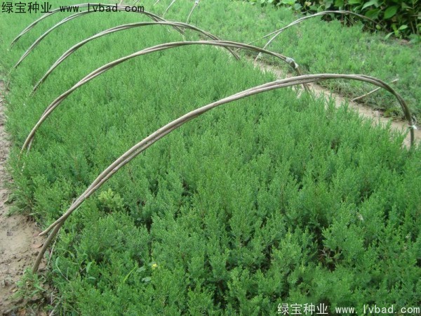 <a href='http://njszjj.com/linmuzhongzi/1767.html' target='_blank'>檜柏</a><a href='http://njszjj.com/' target='_blank'>種子</a>
