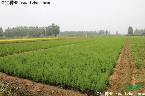 <a href='http://njszjj.com/linmuzhongzi/1767.html' target='_blank'>檜柏</a><a href='http://njszjj.com/' target='_blank'>種子</a>
