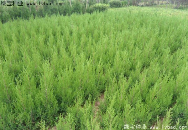 檜柏<a href='http://njszjj.com/' target='_blank'>種子</a>