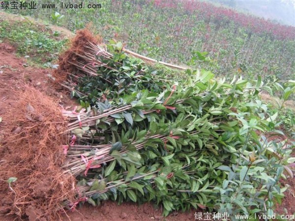 <a href='http://njszjj.com/linmuzhongzi/1768.html' target='_blank'>桂花種子</a>