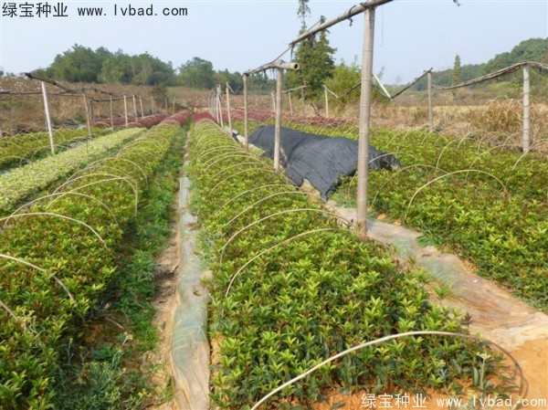 <a href='http://njszjj.com/linmuzhongzi/1768.html' target='_blank'>桂花</a><a href='http://njszjj.com/' target='_blank'>種子</a>