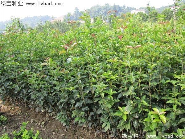<a href='http://njszjj.com/linmuzhongzi/1768.html' target='_blank'>桂花</a><a href='http://njszjj.com/' target='_blank'>種子</a>