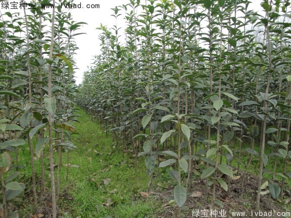 <a href='http://njszjj.com/linmuzhongzi/1768.html' target='_blank'>桂花種子</a>