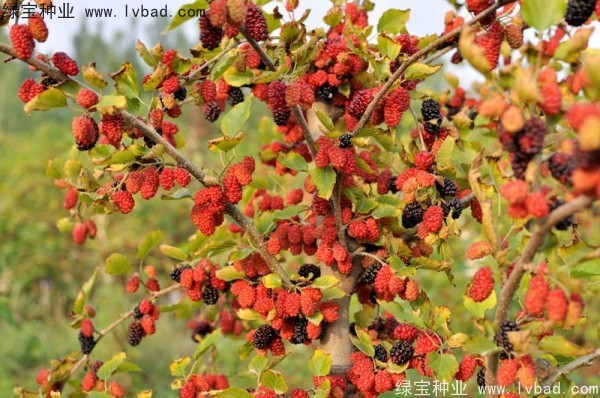 <a href='http://njszjj.com/linmuzhongzi/1769.html' target='_blank'>桑樹種子</a>