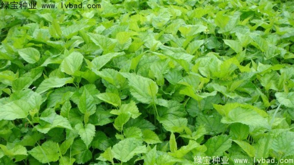 <a href='http://njszjj.com/linmuzhongzi/1769.html' target='_blank'>桑樹</a><a href='http://njszjj.com/' target='_blank'>種子</a>
