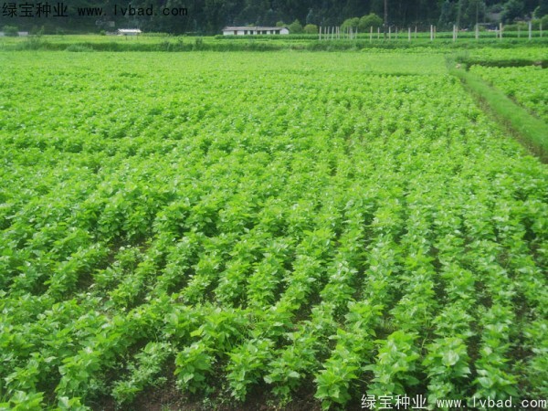 <a href='http://njszjj.com/linmuzhongzi/1769.html' target='_blank'>桑樹</a><a href='http://njszjj.com/' target='_blank'>種子</a>