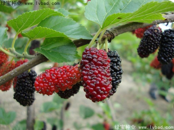 桑樹<a href='http://njszjj.com/' target='_blank'>種子</a>