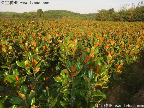 廣<a href='http://njszjj.com/linmuzhongzi/1813.html' target='_blank'>玉蘭種子</a>